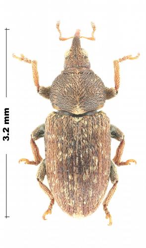 Tychius grenieri